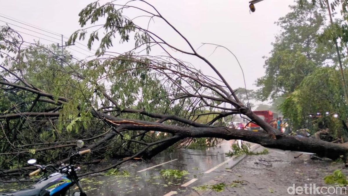 Laporan 983 tentang Pohon Tumbang